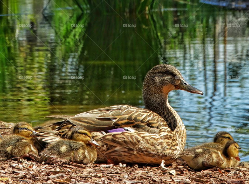 Mother Duck And Ducklings 