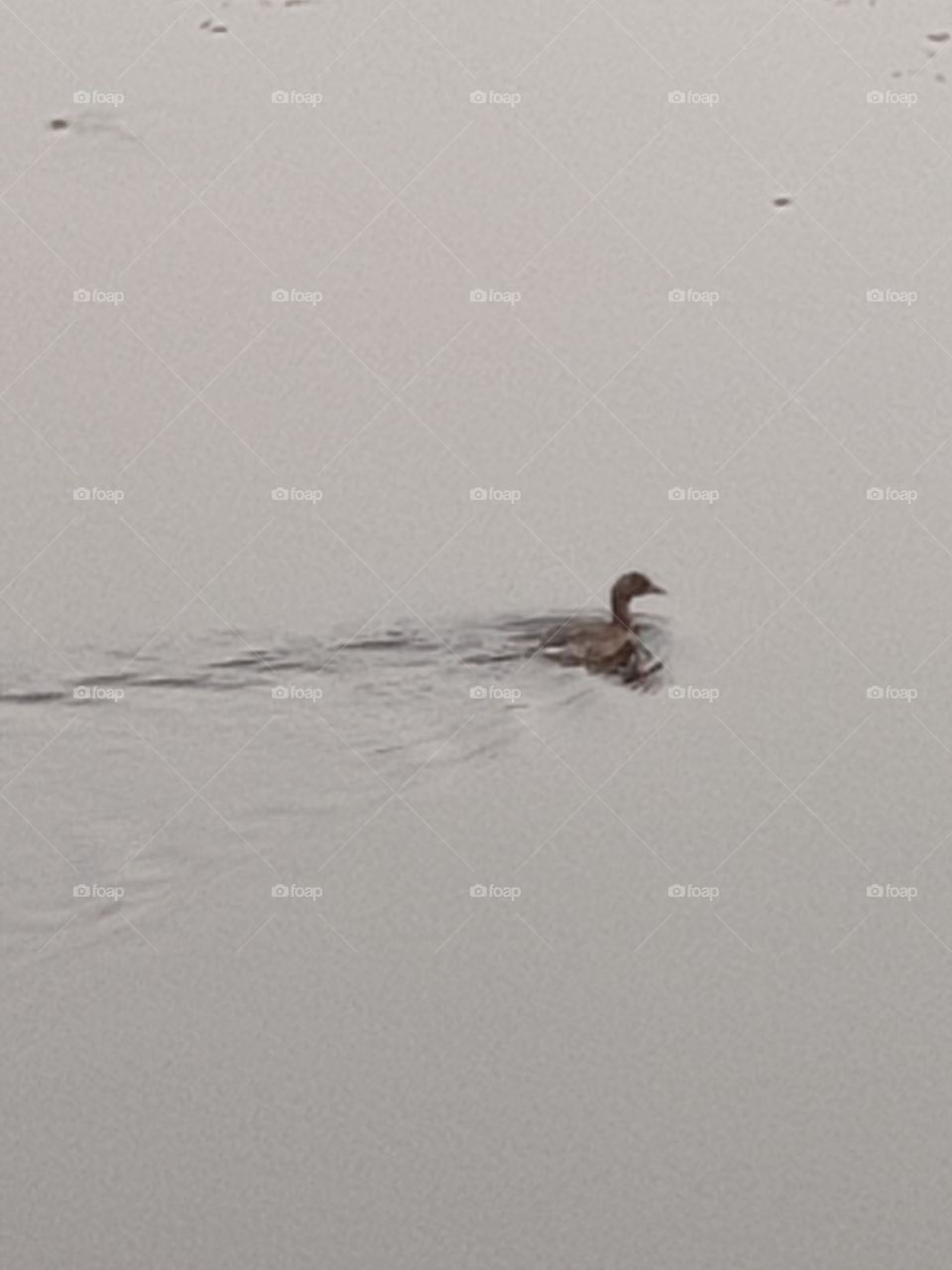 Beautiful Duck floating on the water.