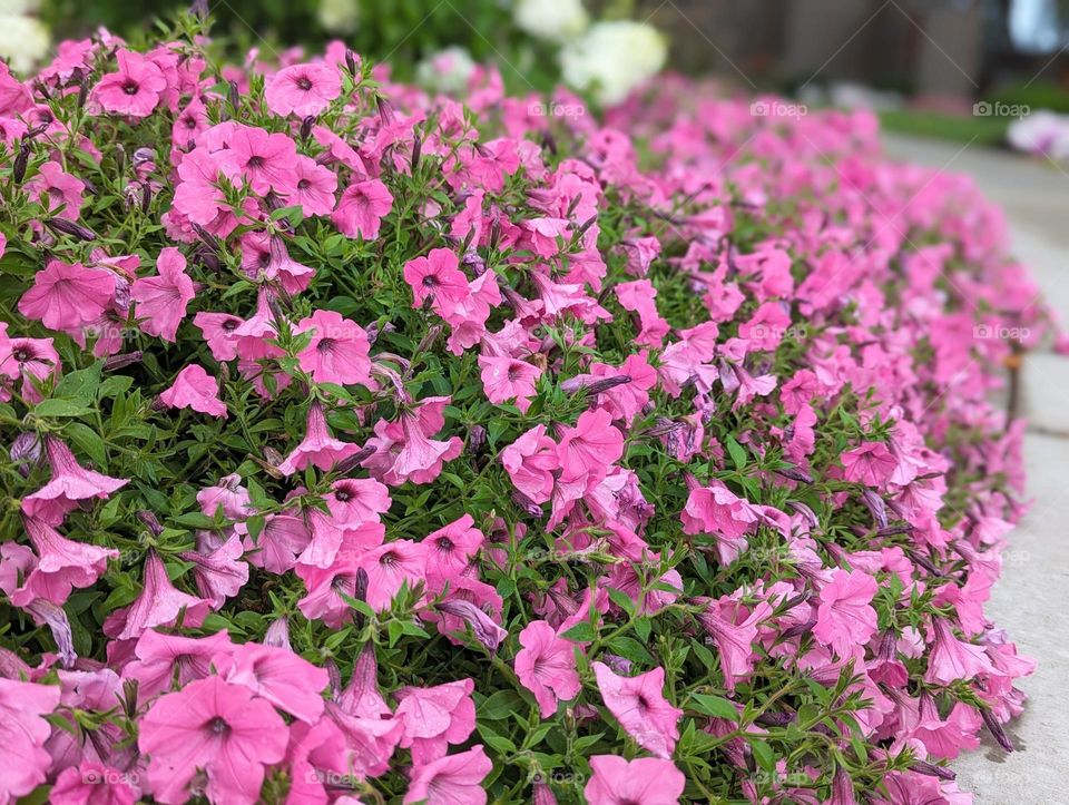 bright pink petunia flowers in a row, barbie pink flower, cheerful plants, winery flowers