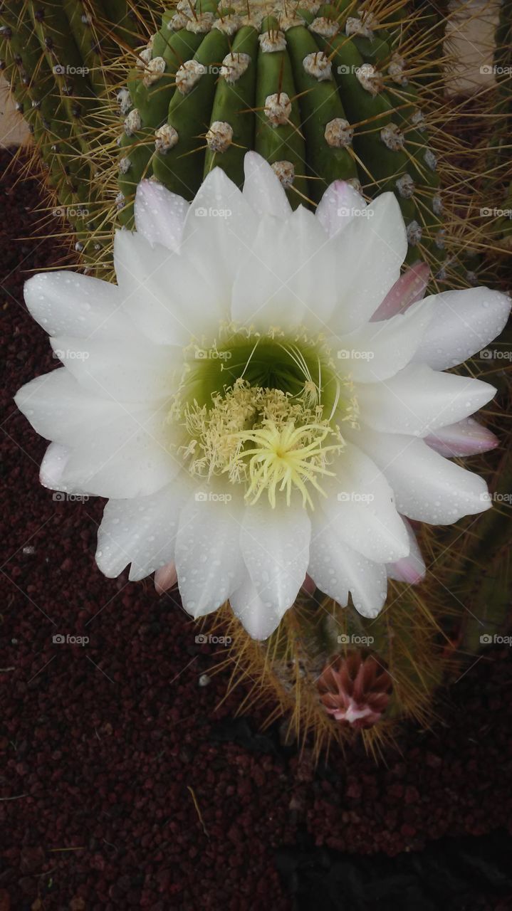 large white bloom