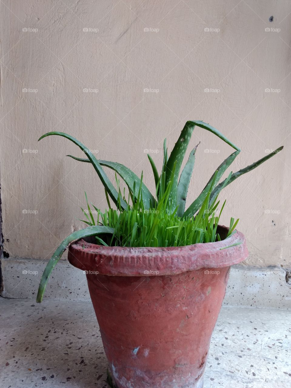 Aloe vera with wheatgrass in a pot
