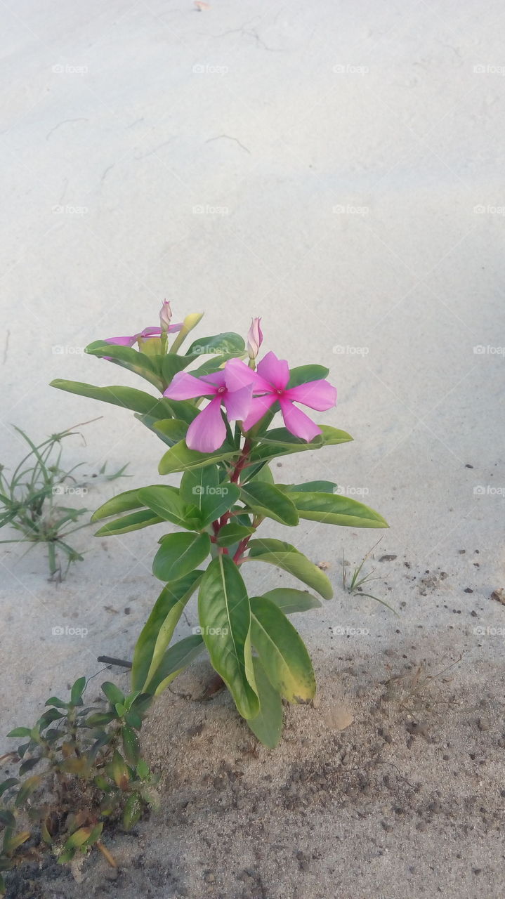 Wild. Wild flower on sand.