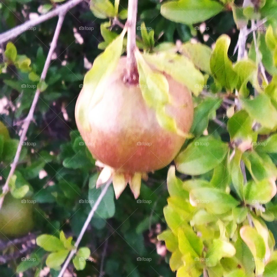 pomegranate