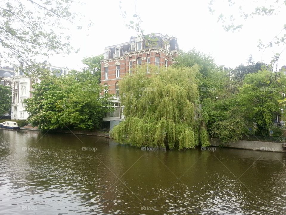 Willow trees in Amsterdam main canal