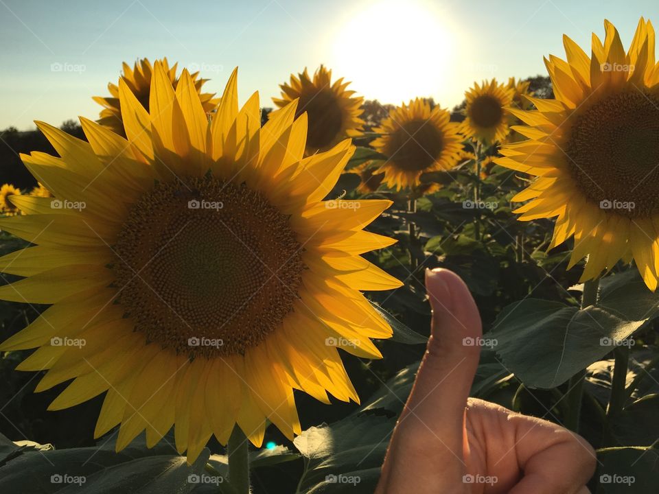 Thumbs Up for Sunflowers 
