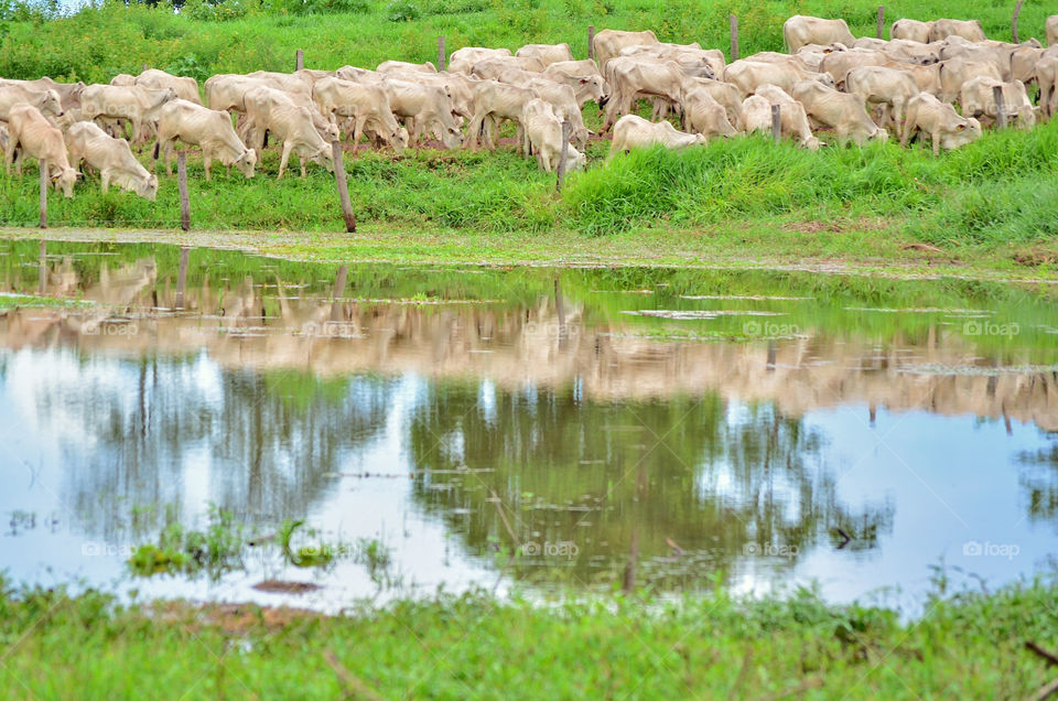 reflection