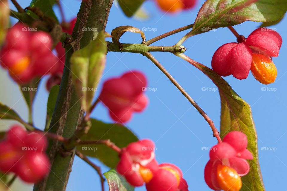 Close-up of tree with flowers