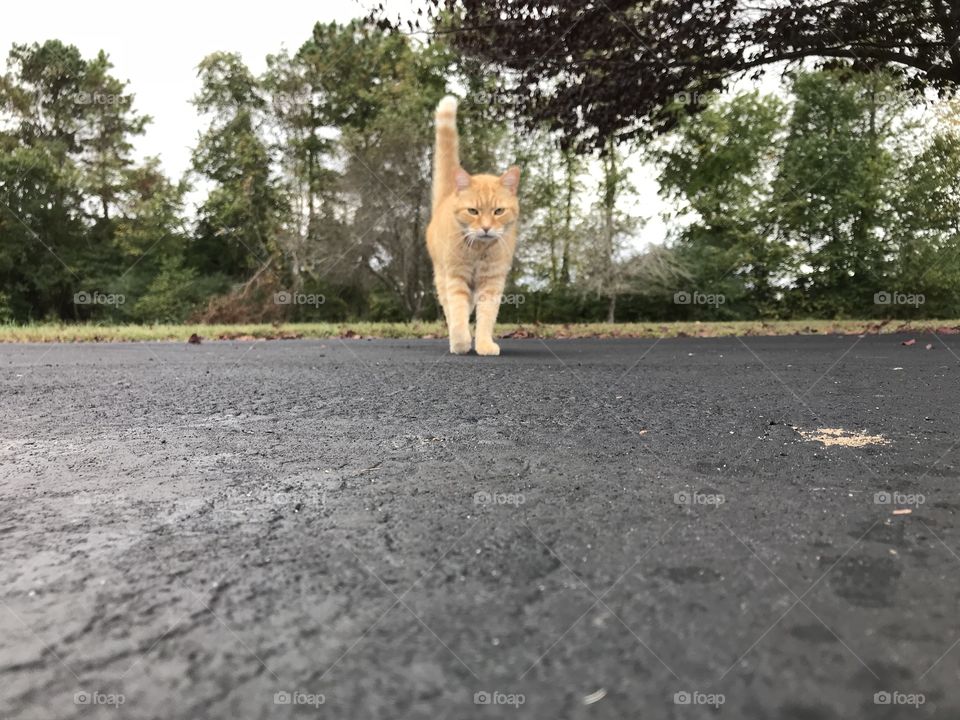 Cat approach