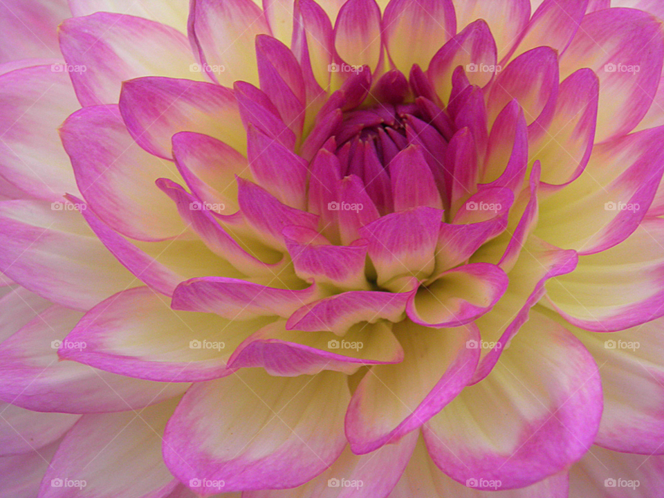 yellow pink flower texture by jetandbarney