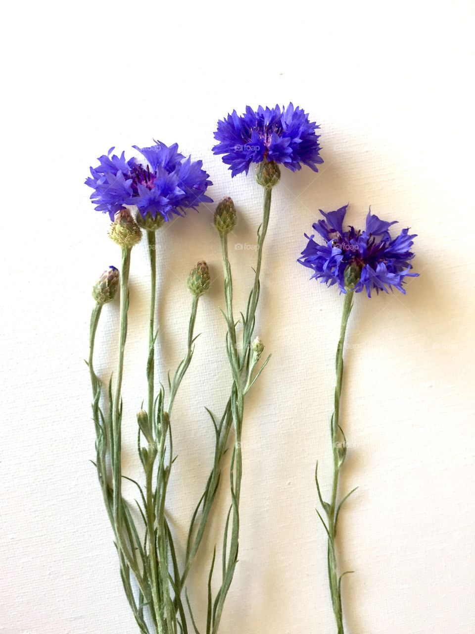 cornflower