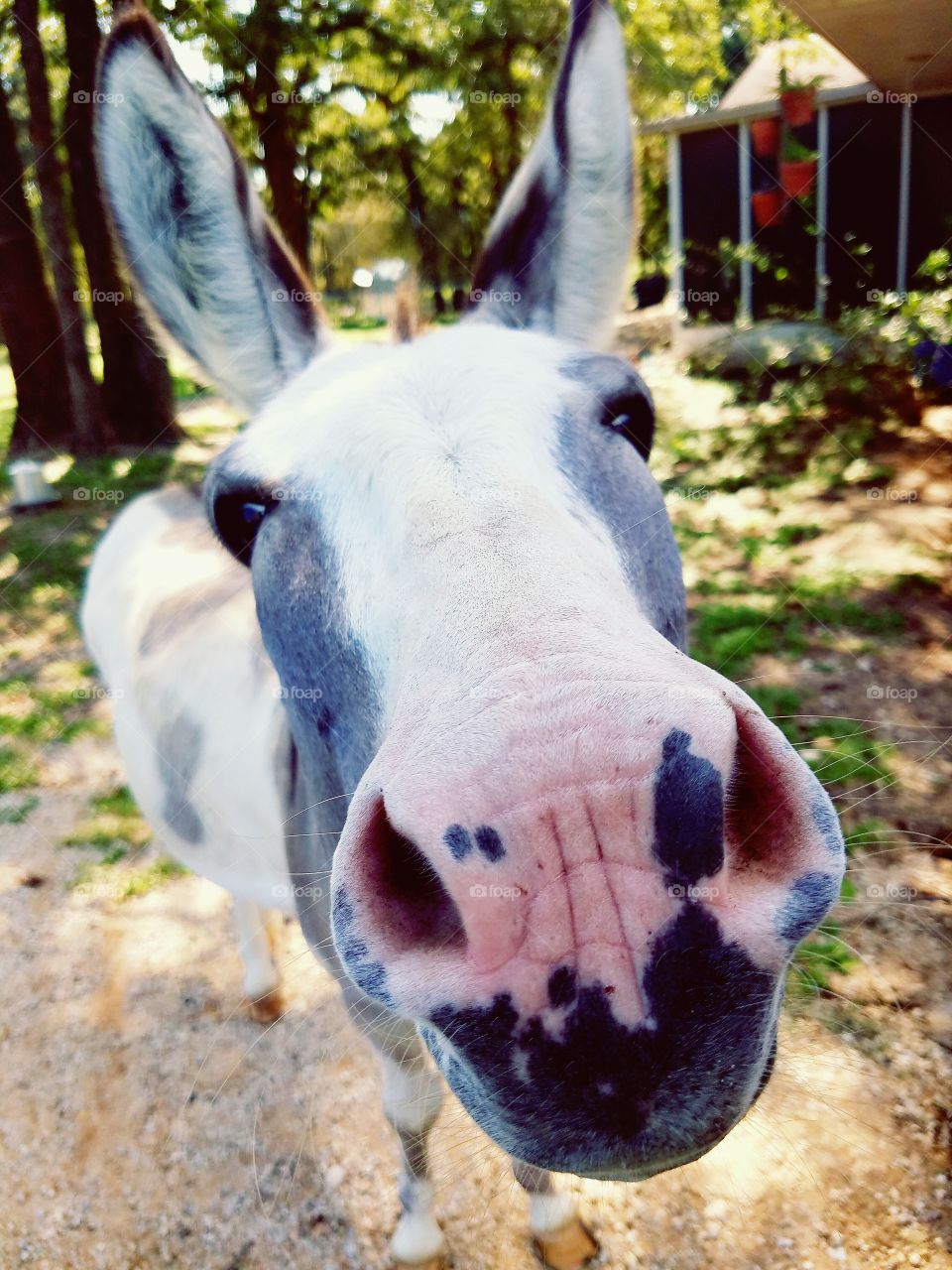 donkey close up