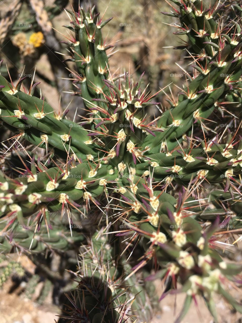 Canyon Cactus 