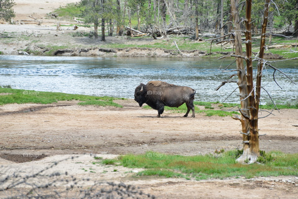 buffalo