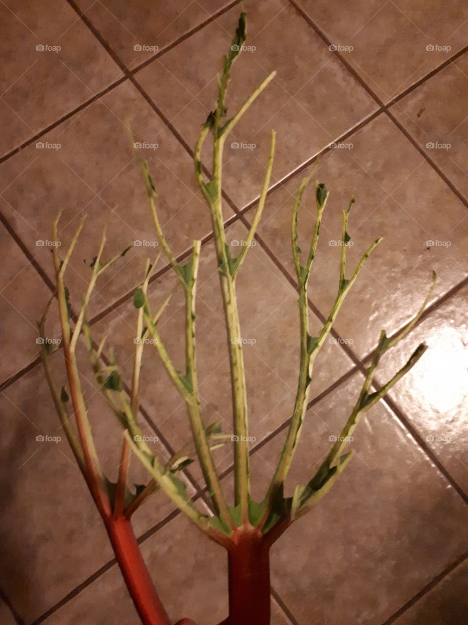 Rhubarb Leaf Skeleton