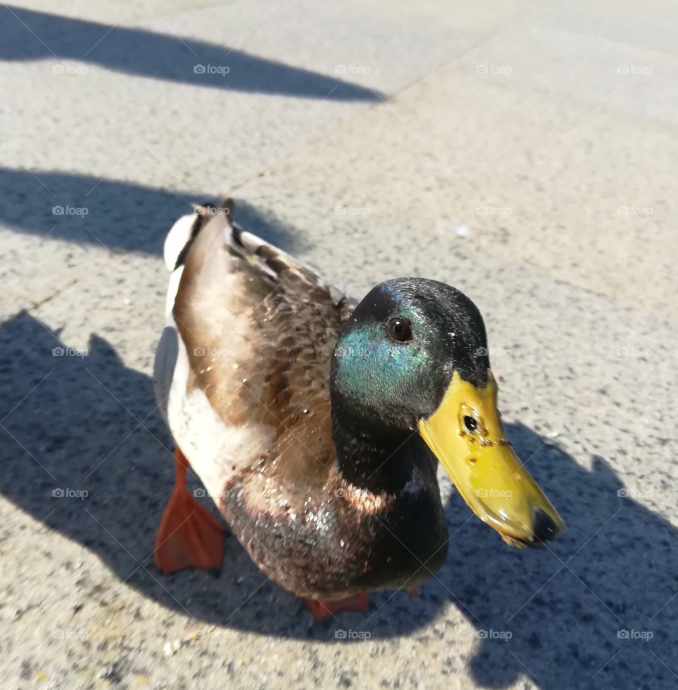 Nothing like a duck saying hi. 