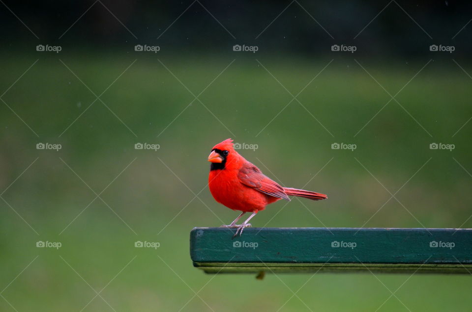 Close-up of a cardinal bird