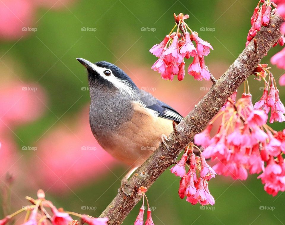Beautiful and cute bird