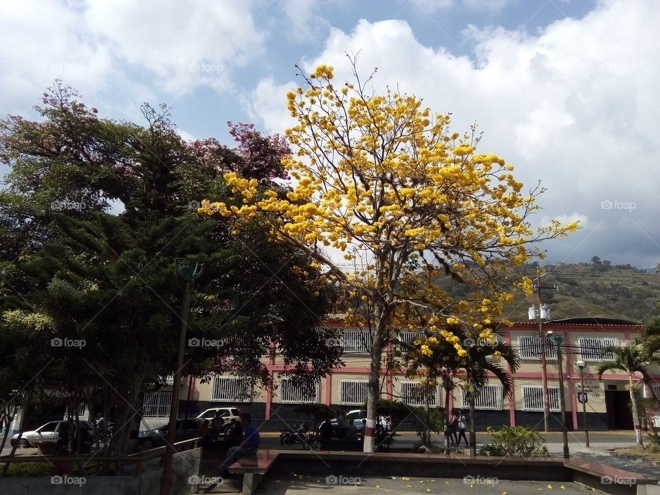 Hermoso Araguaney que da vida a la Plaza central de Pregonero, un pueblo de los Andes Venezolanos.