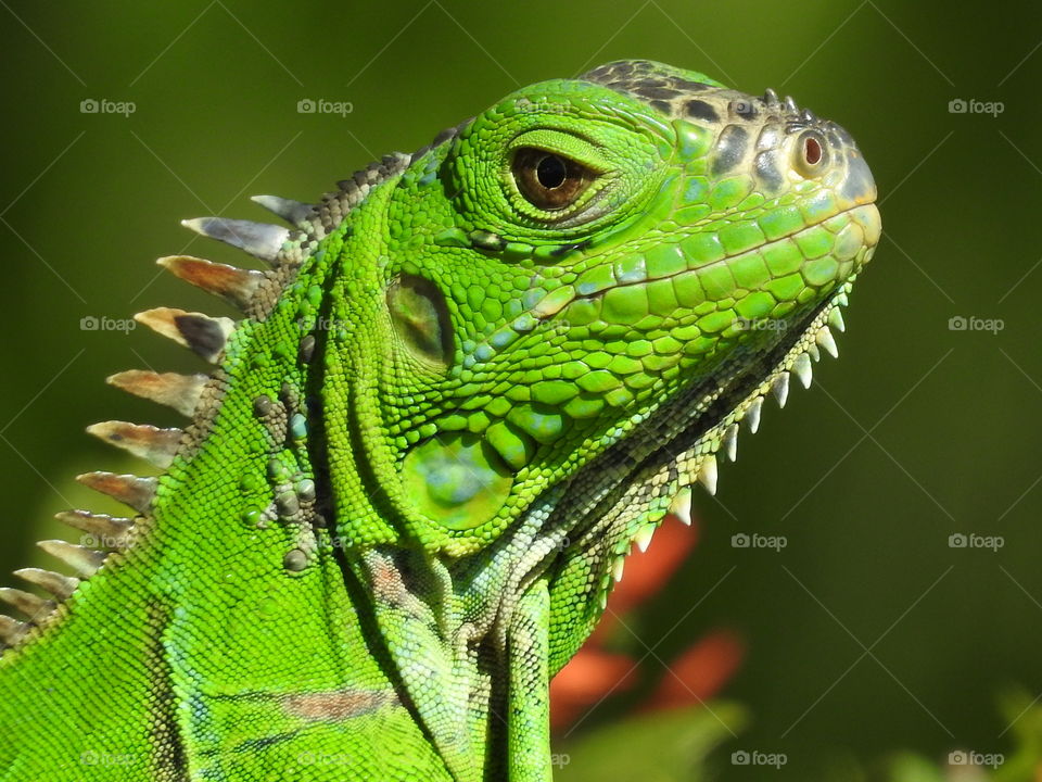 Iguana