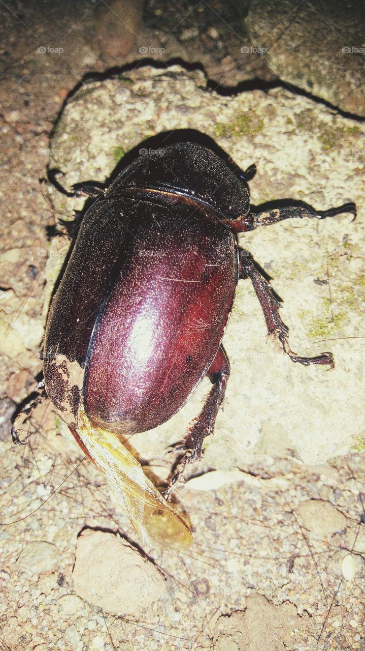 Rhino Beetle