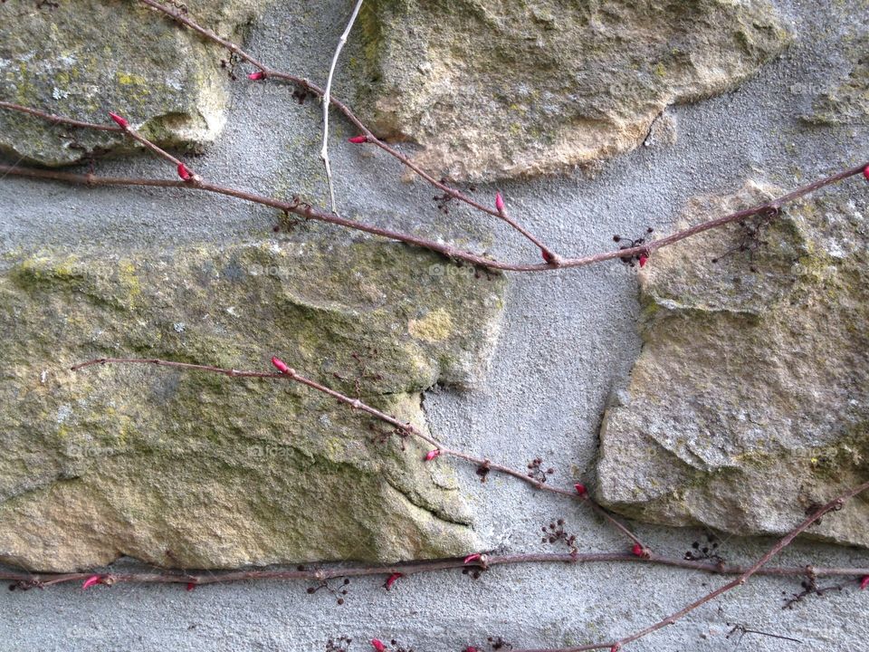 Stone texture 