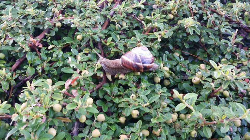 small snail on a bush
