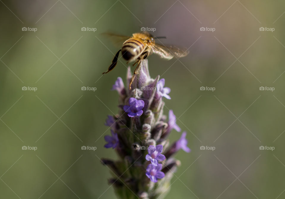 Bee pollinating lavender flower