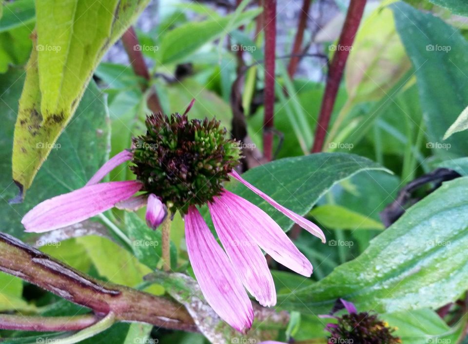 Weathered pink flower