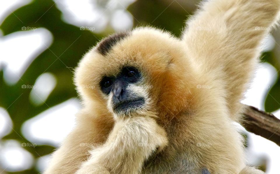 Female white cheeked Gibbon