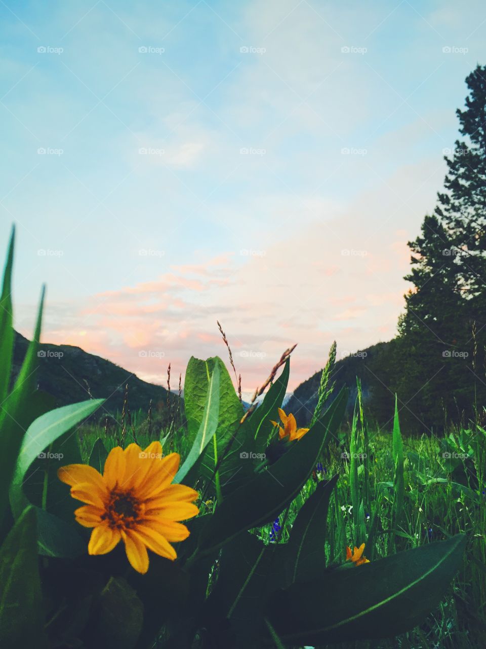 Wild sunflowers at Colorado