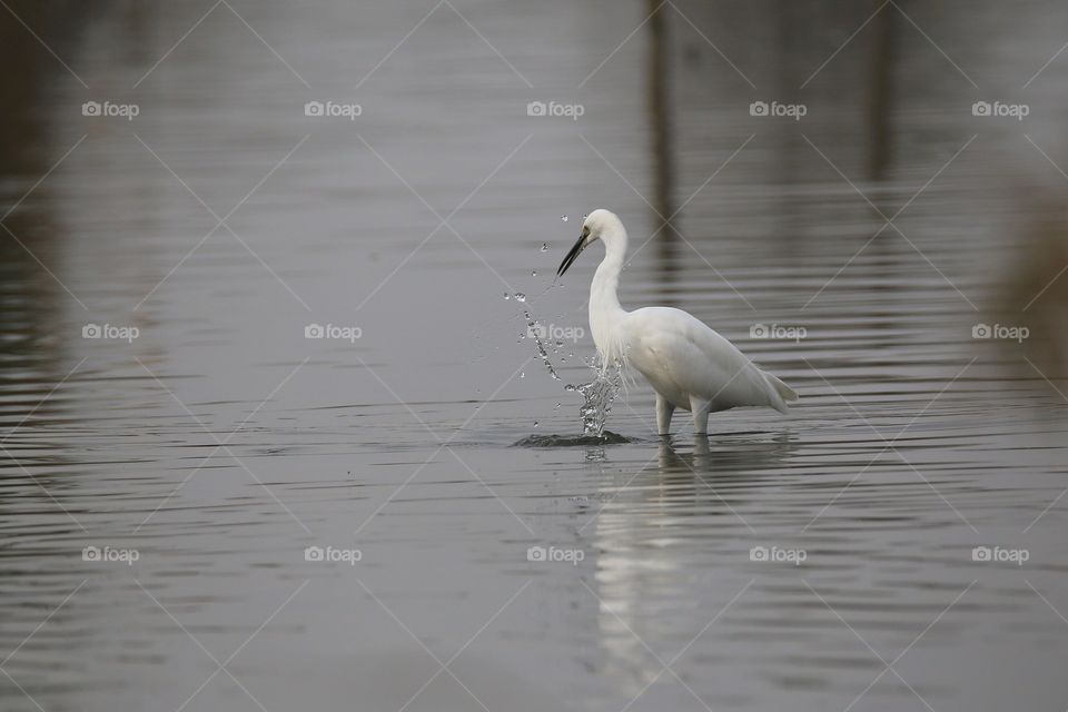 egretta garzetta