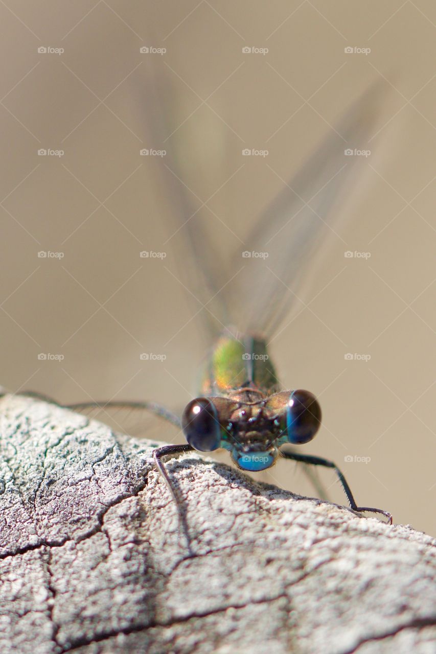 Close-up of a damselfly