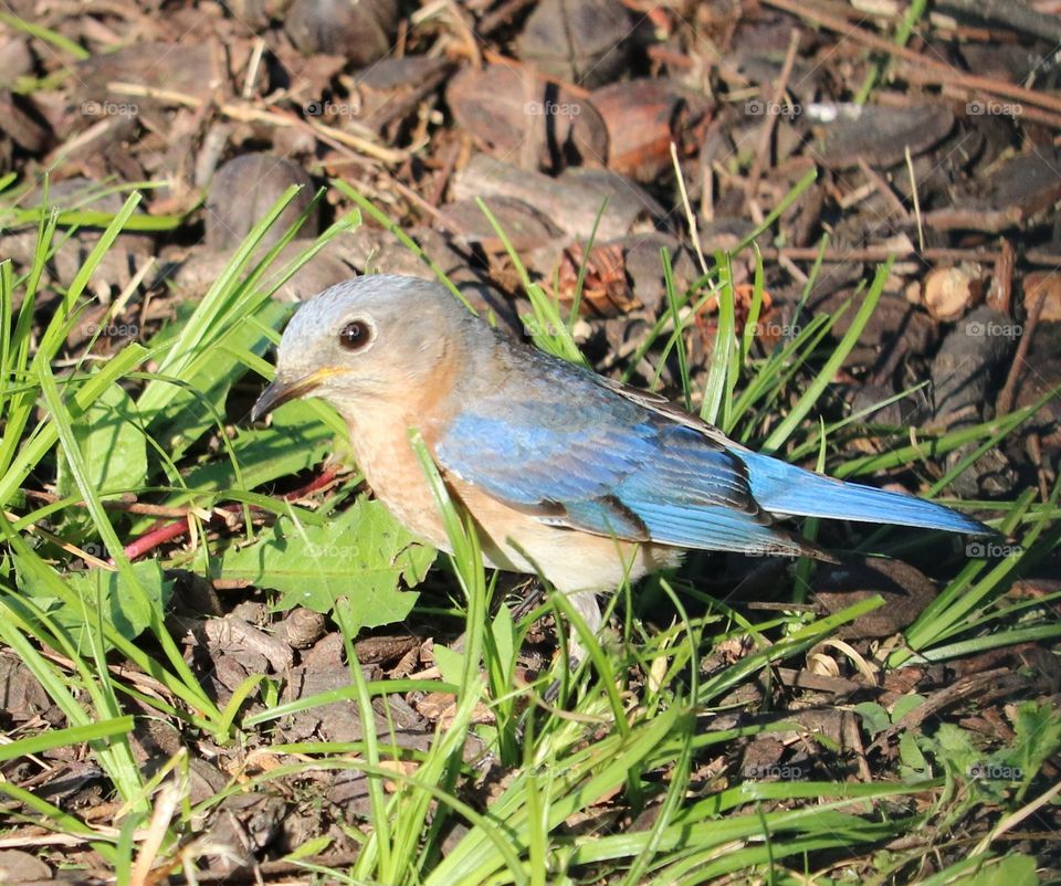 Female blue bird