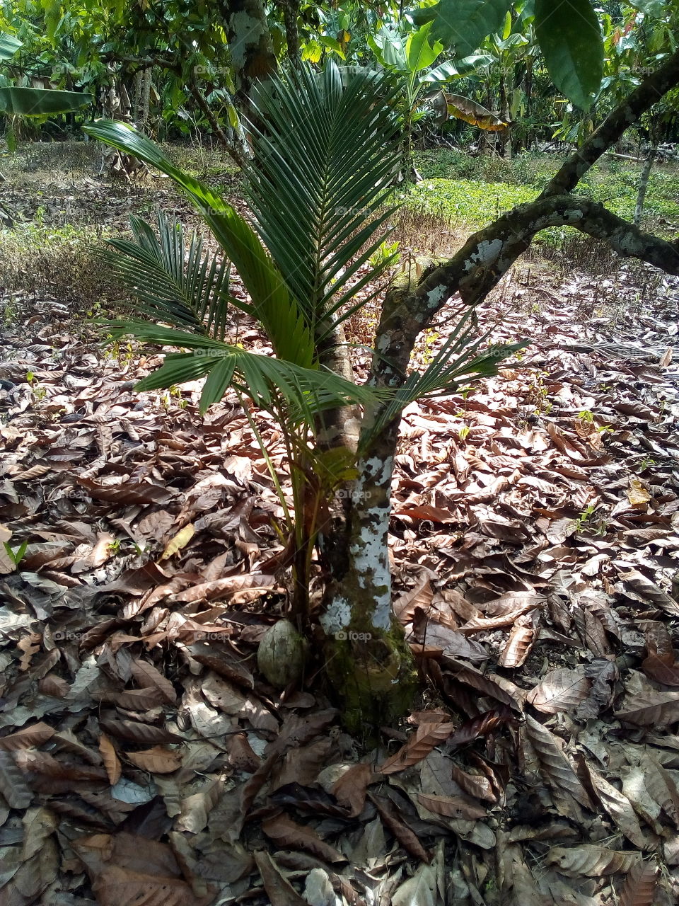 coconut trees grow under a brown tree