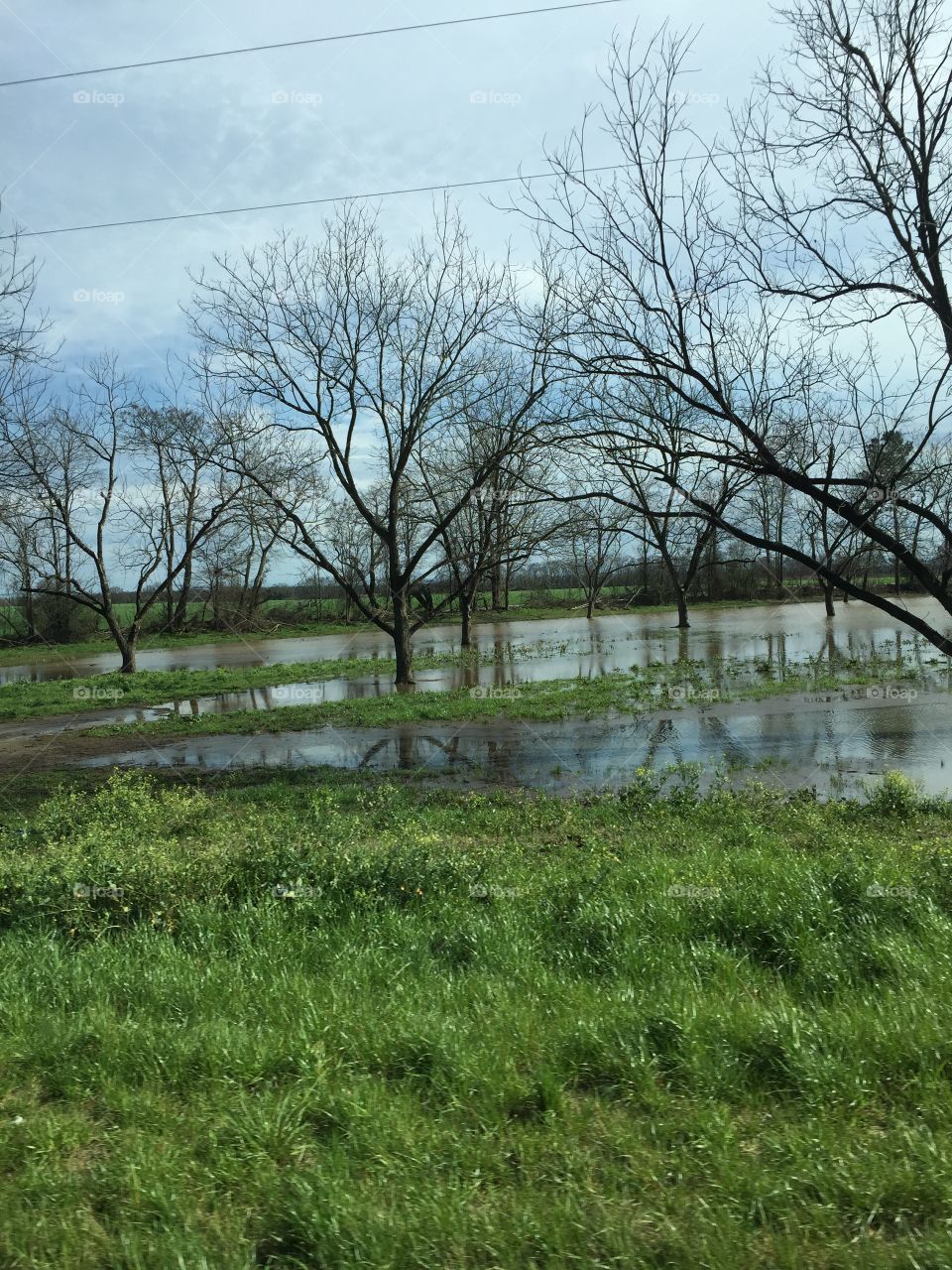 Trees grass water off a country road.