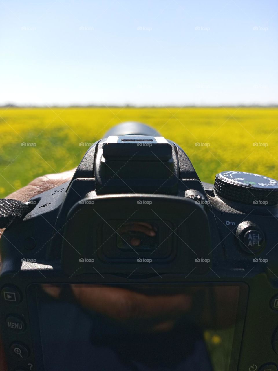 Capturing the view of a field of wild flowers  With my nikon D 3200