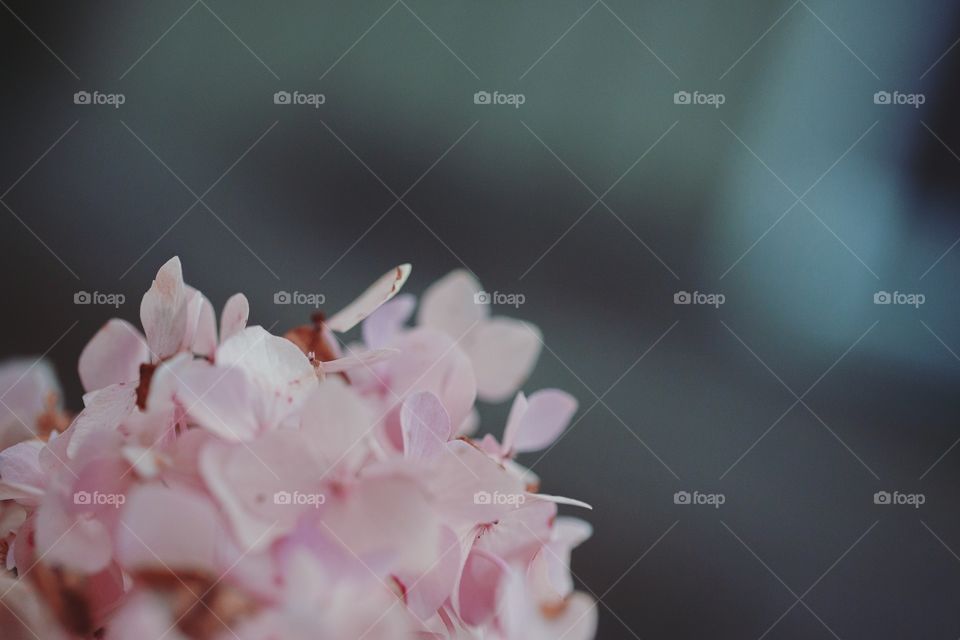 Flower, Nature, No Person, Leaf, Blur