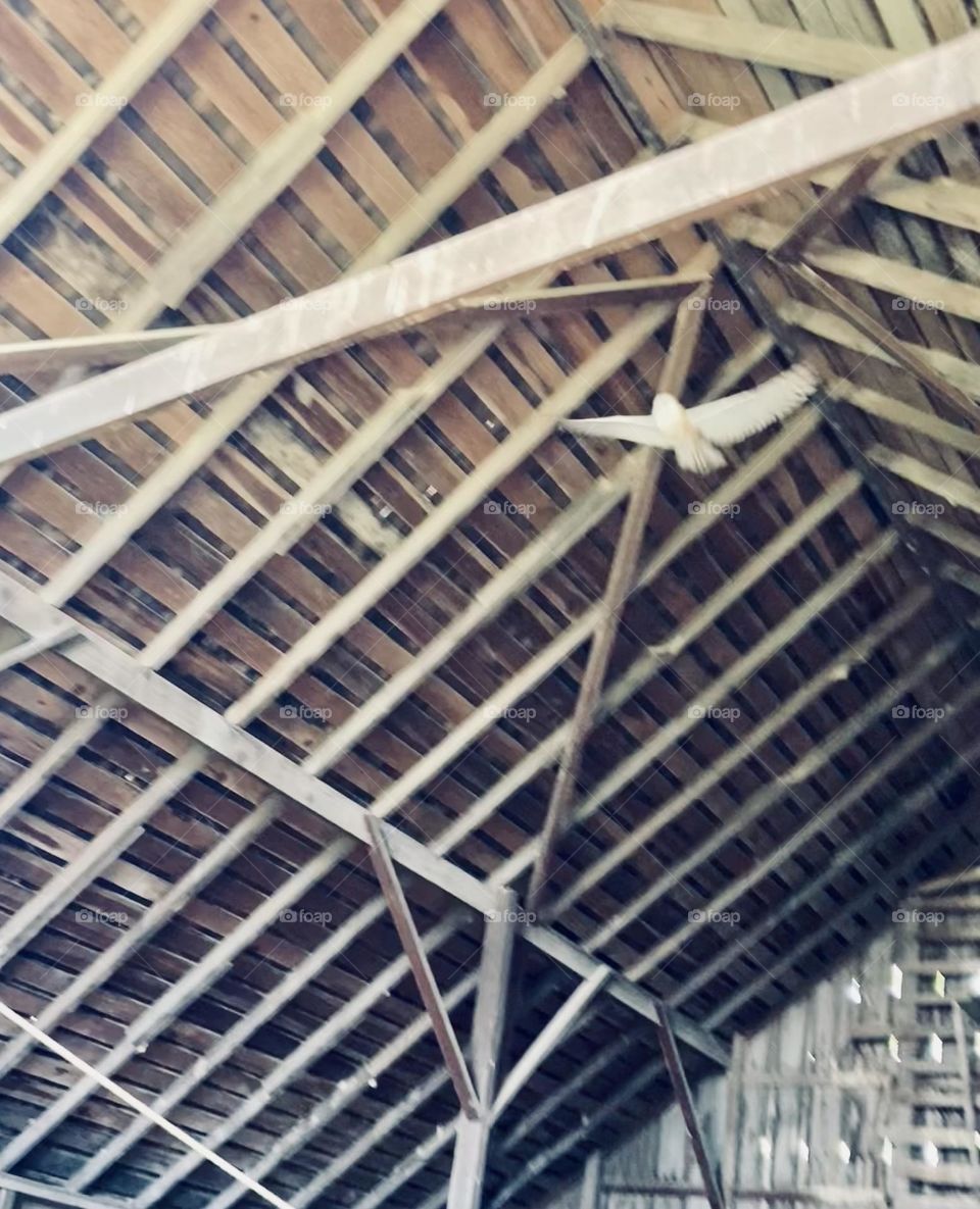Owl flying through old Barn