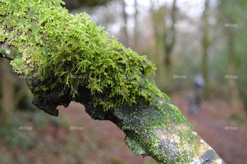 Barna Woods, Galway Ireland. Wednesday 02nd January 2019.