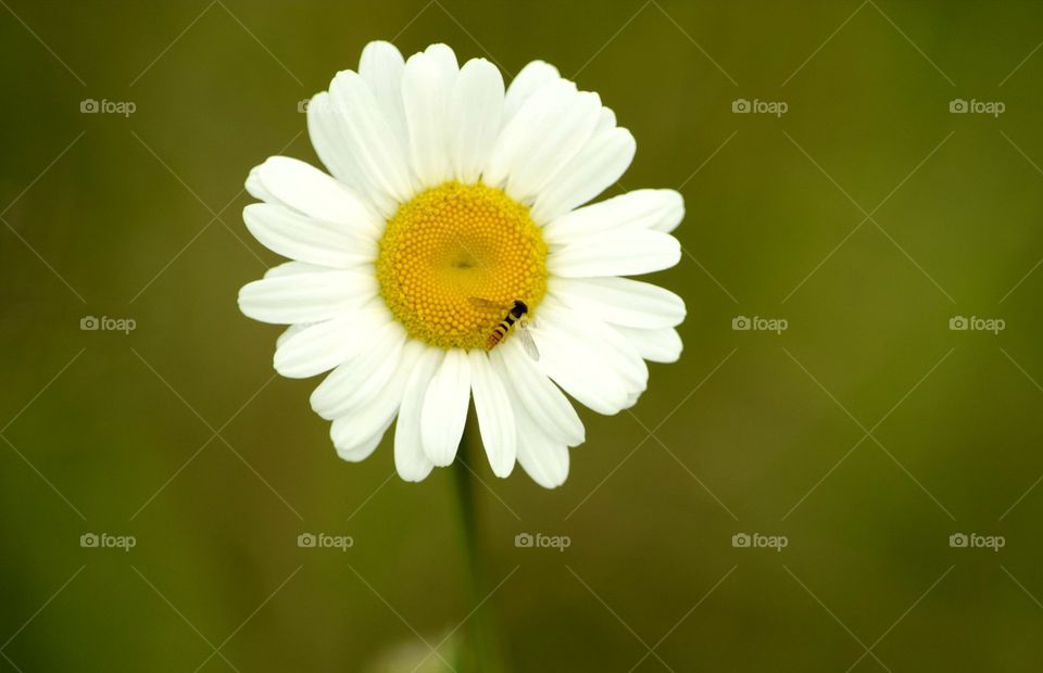 Textures in Nature: Flower with Bee