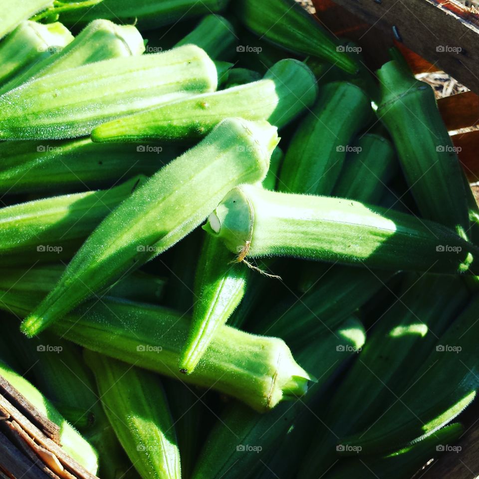 Okra