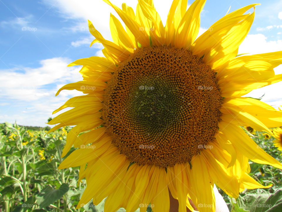 sunflower