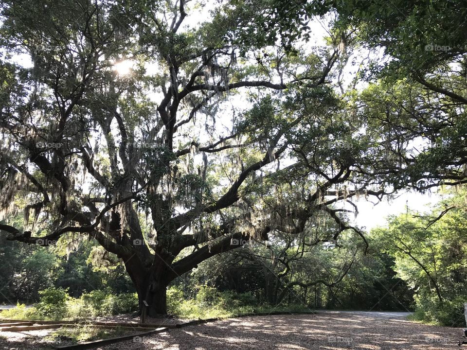 Huge live oak