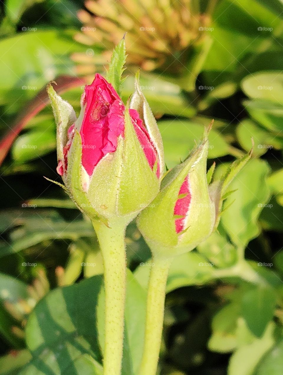 pink flower buds seasonal fresh shurb small size looks very beautiful generally found everywhere