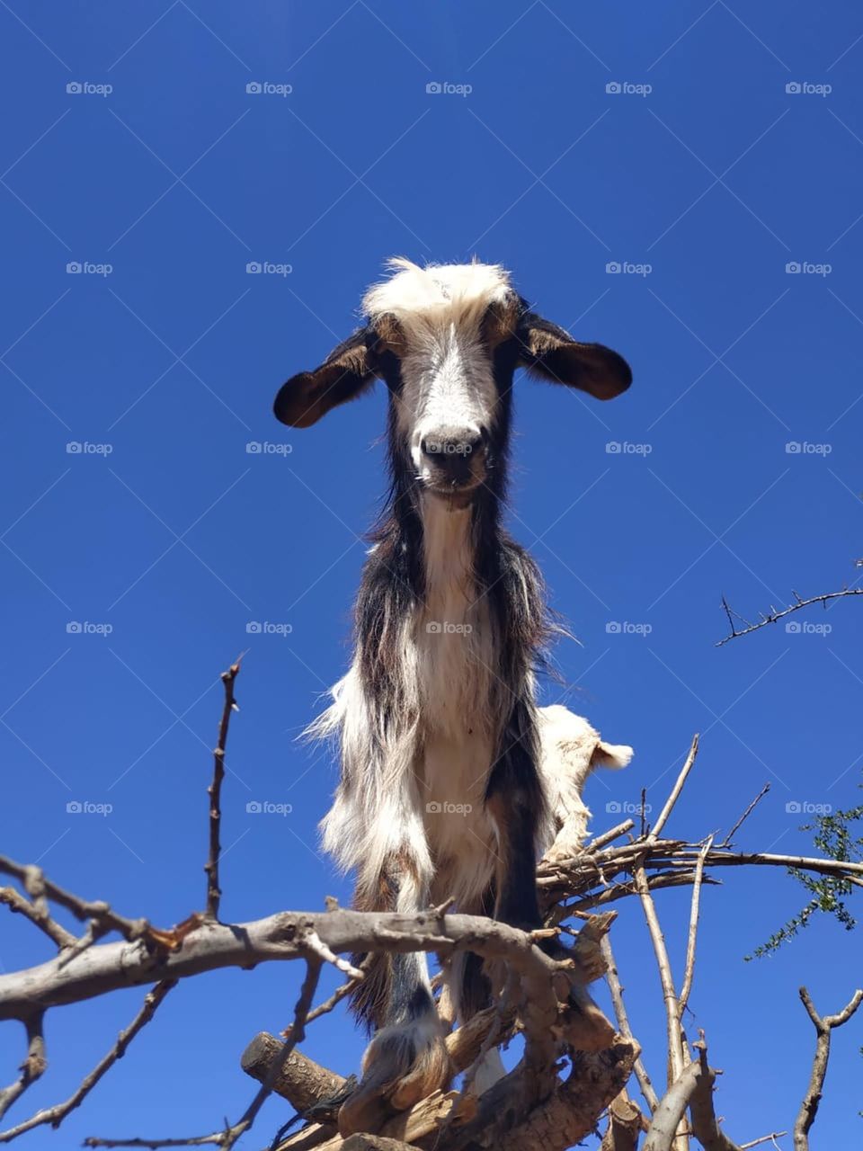 Beautiful goat on argania spinosa at essaouira City in Morocco.