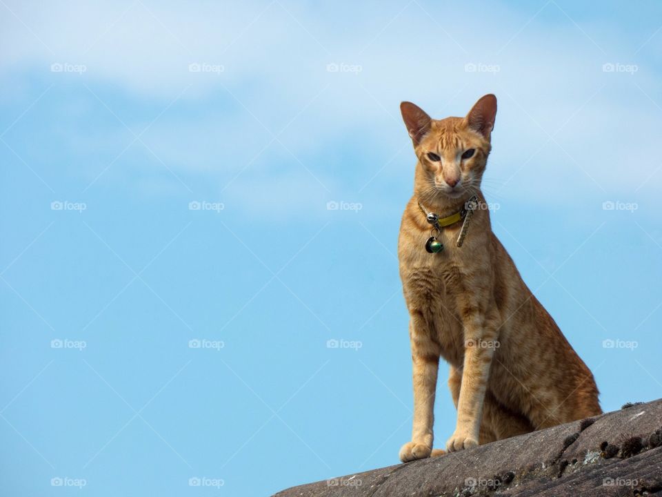 Oriental red cat on roof