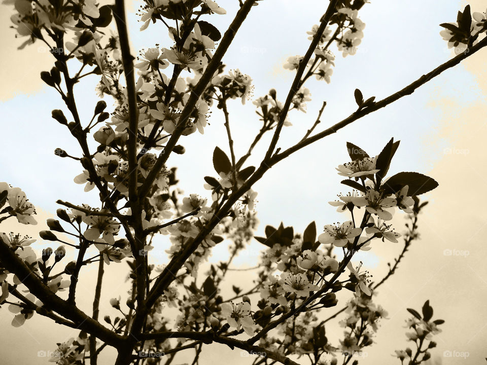 The Cherry Blossom - Artistic