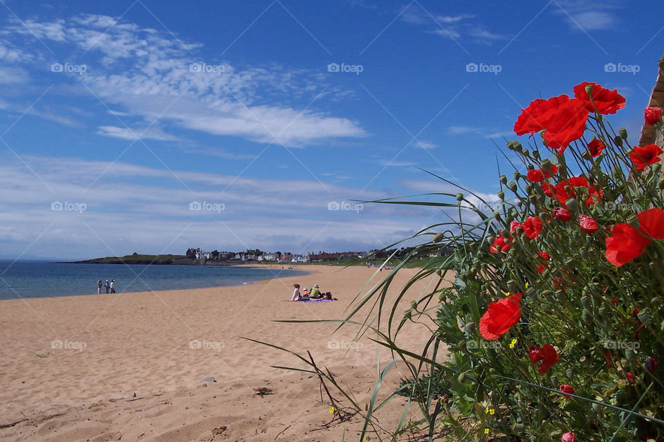 beach sun sand poppies by eddie.kelly.7