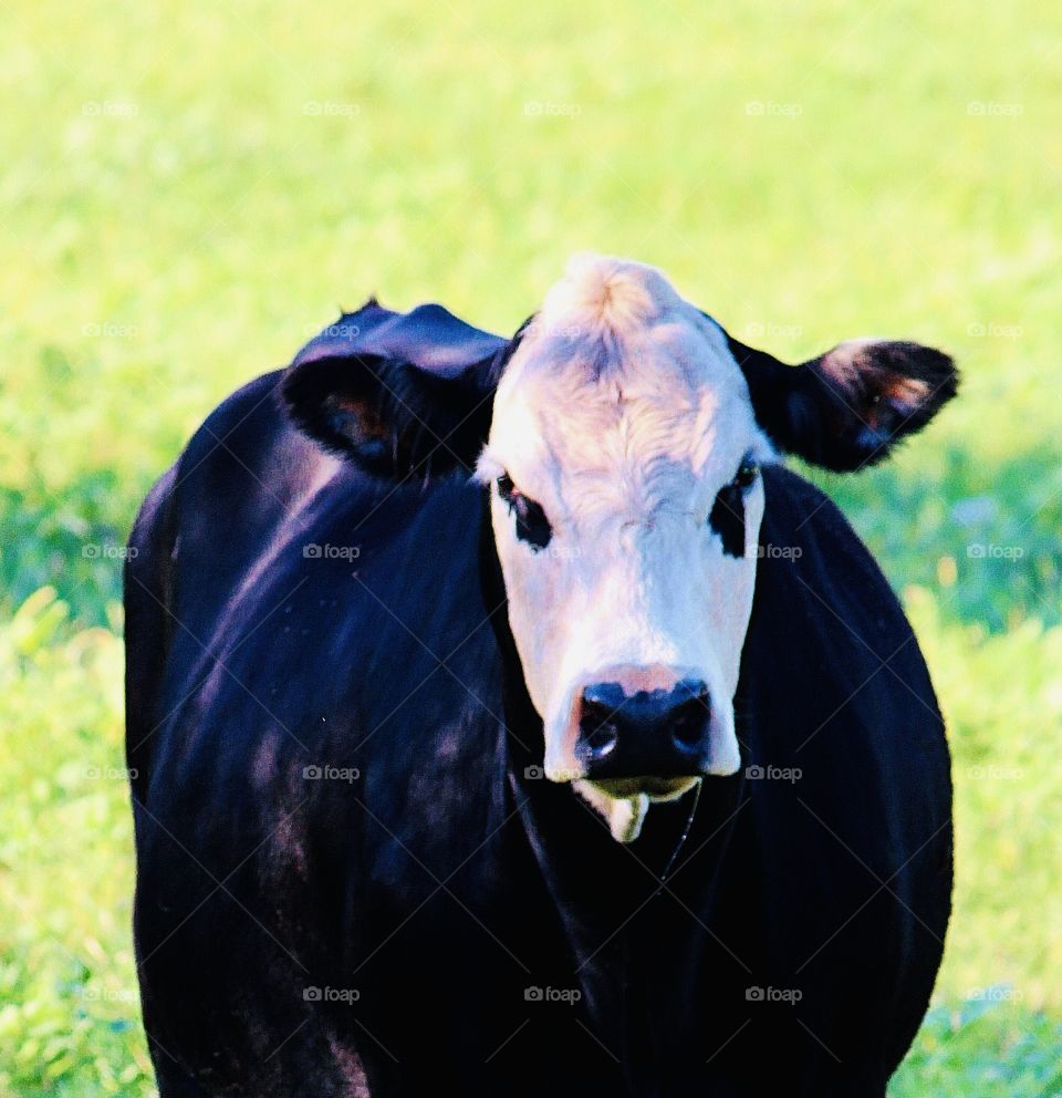 Black and White Cow