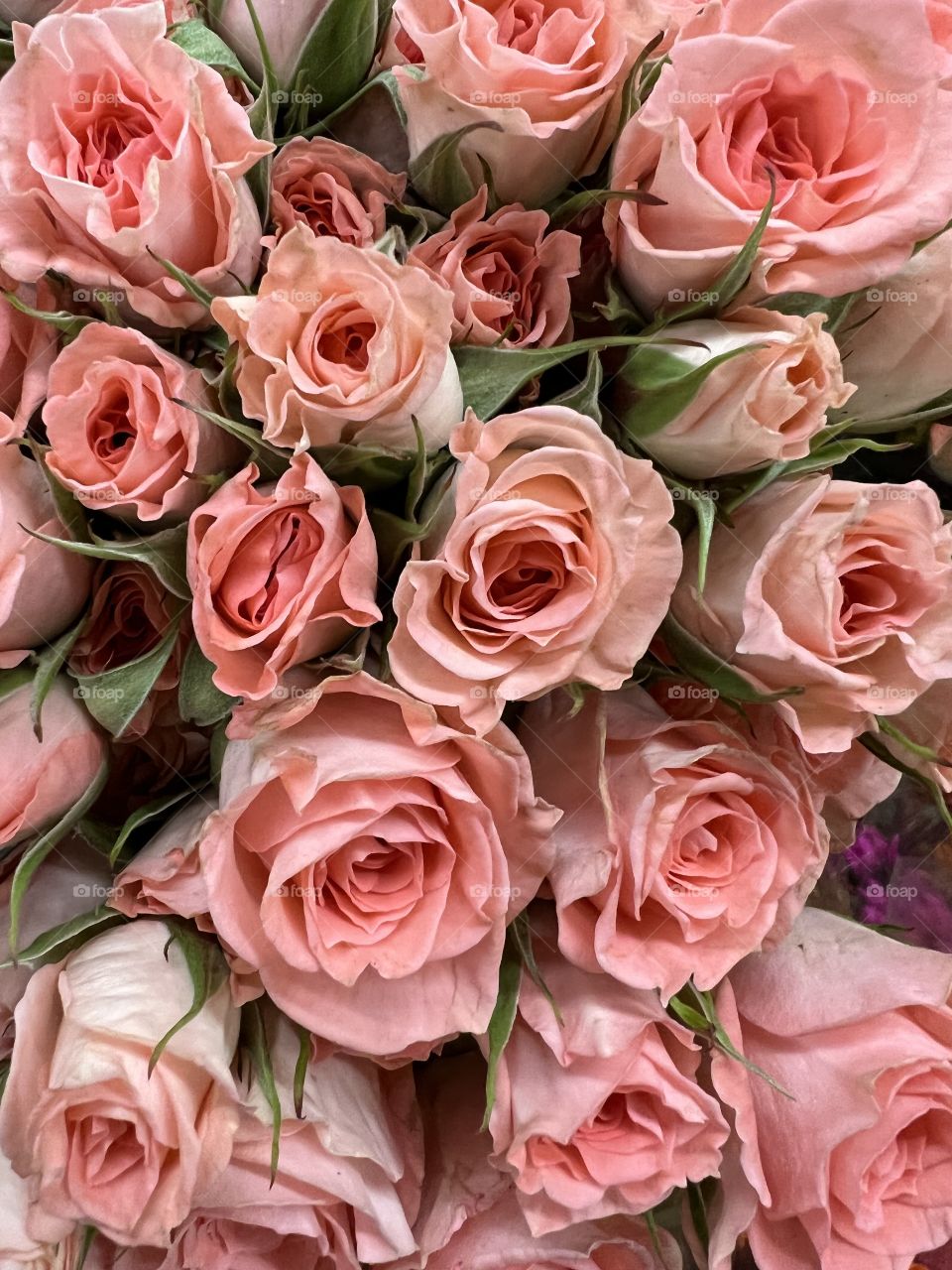 Pink roses 